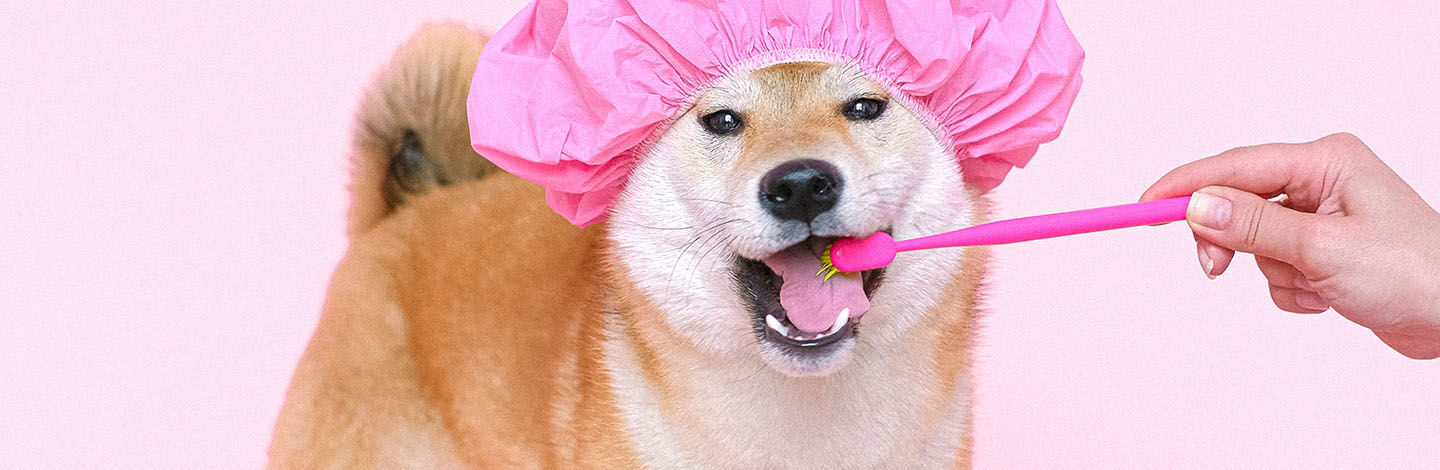dog getting its teeth brushed